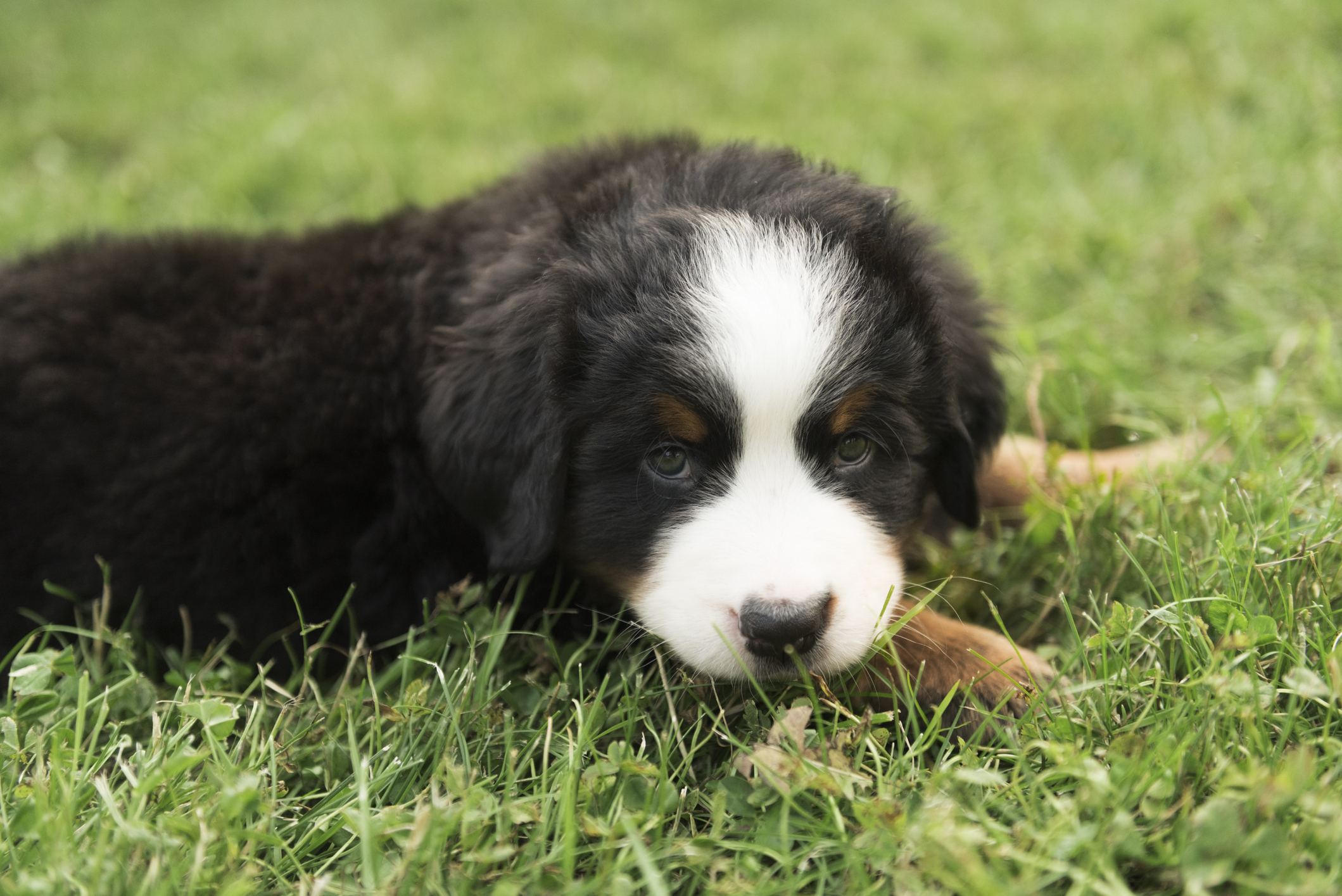 Jill Lehmann Photography/Getty Images