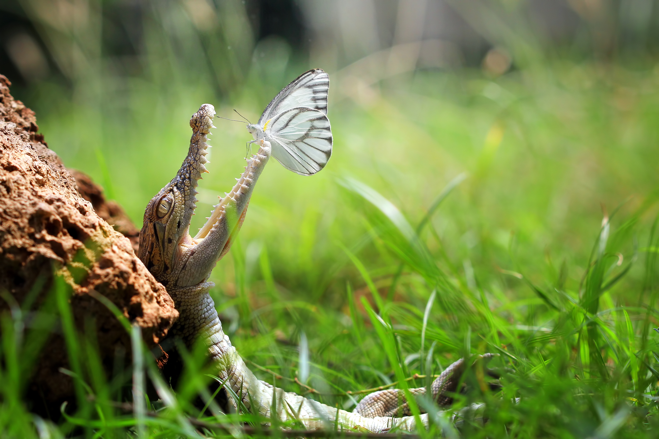 kuritafsheen/Getty Images